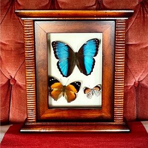 Vintage Framed Butterfly Specimen Trio - Taxidermy Entomology Lepidopterology